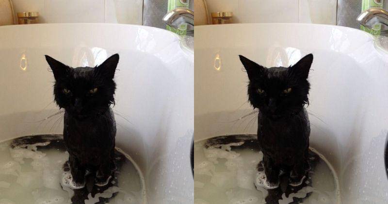 pinterest/eatliver.com